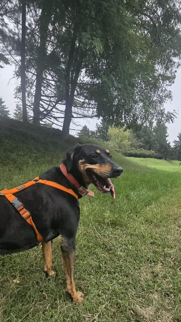 Skylar, una bellissima simil segugia Foto 4